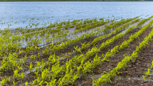 photo irrigating an agricultural field