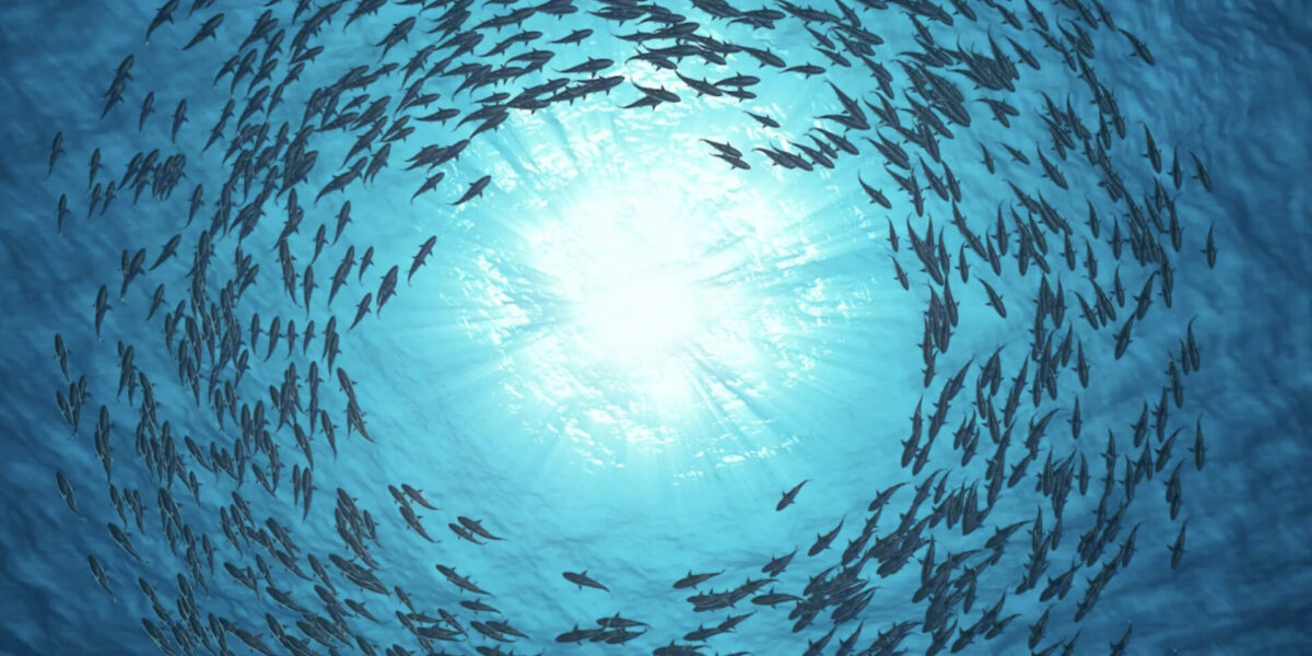 photo fish school swims in a circular motion in clear blue water