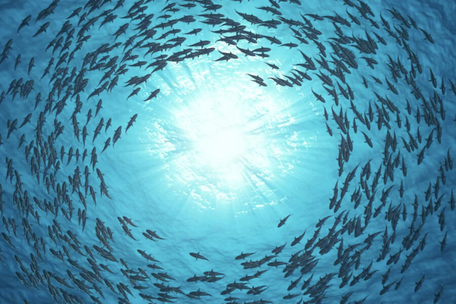 photo fish school swims in a circular motion in clear blue water