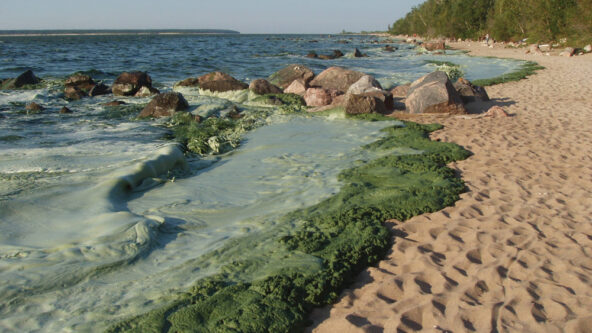 photo green algal bloom, rocks and dry beach sand at Lake Winnipeg, Canada due to phosphorus loads