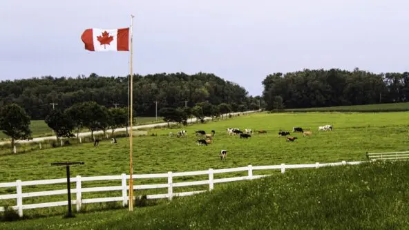 photo Canadian flag flying over cows at a Canadian dairy farm | credit Alycia Walker
