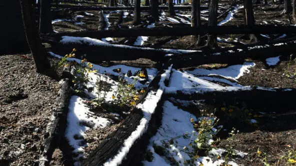 Cameron Peak fire burn scar in Colorado; snow on ground between burnt trees; Sangosti via Denver Post