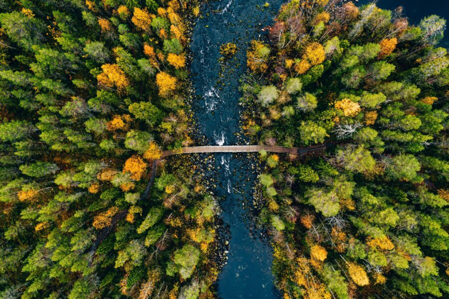 aerial photo river flows through the rocks; wooden pedestrian bridge connects green and golden forest in autumn in Finland's Oulanka national park