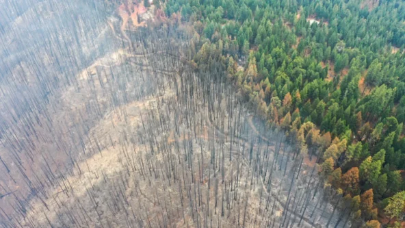 illustration of rainfall helping fire crews battle Mosquito Fire in Northern California foothills; left half of image is a burn scar, right half unburnt green forest of conifer trees | credit NBC Los Angeles