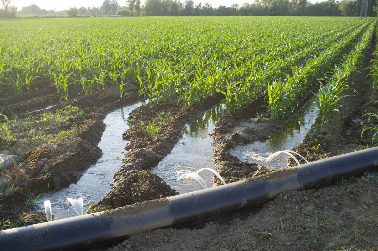 photo lay-flat ag irrigation tube in foreground, irrigated soil and green crop as well as farm boundaries trees in the background