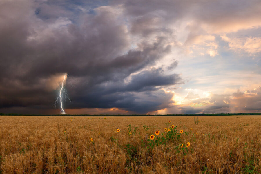 photo dark clouds and lightning striking a field with sunflowers in the foreground | source Fotolia