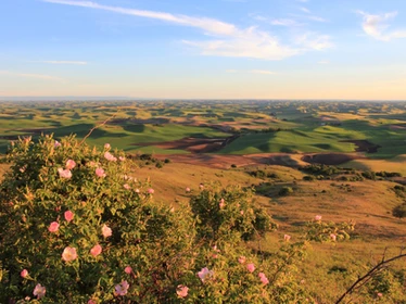 photo green and gold hills of Pullman, Washington | source: Palouse Conservation District