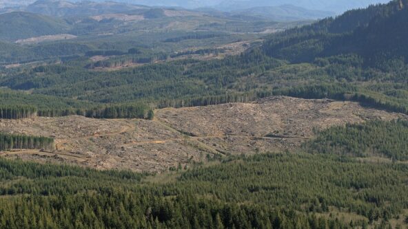 photo of clearcut land and forest near the source of the Lewis and Clark River in Clatsop County, Oregon | photo credit Walter Siegmund