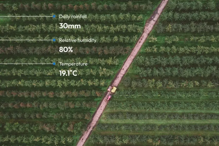 aerial photo of a farm with a diagonal path cuts through rows of trees: data callouts for