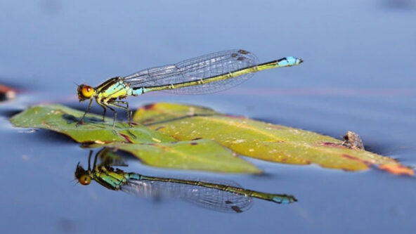 female small red-eyed damselfly (Erythromma najas) alight on a green leaf on the surface of water | photo credit Wildfowl & Wetlands Trust Ltd.