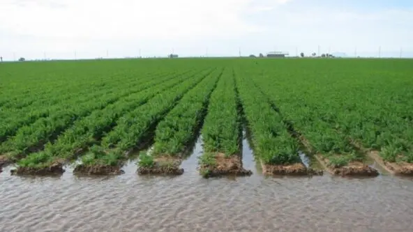 photo of flood irrigation used on Imperial Valley cropland | credit Water Education Foundation