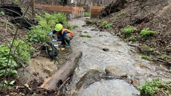 collecting stream sediment samples after 2020 California wildfires to measure runoff contaminants