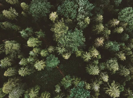 aereal photo of forest of evergreen trees | photo credit olena sergienko via unsplash