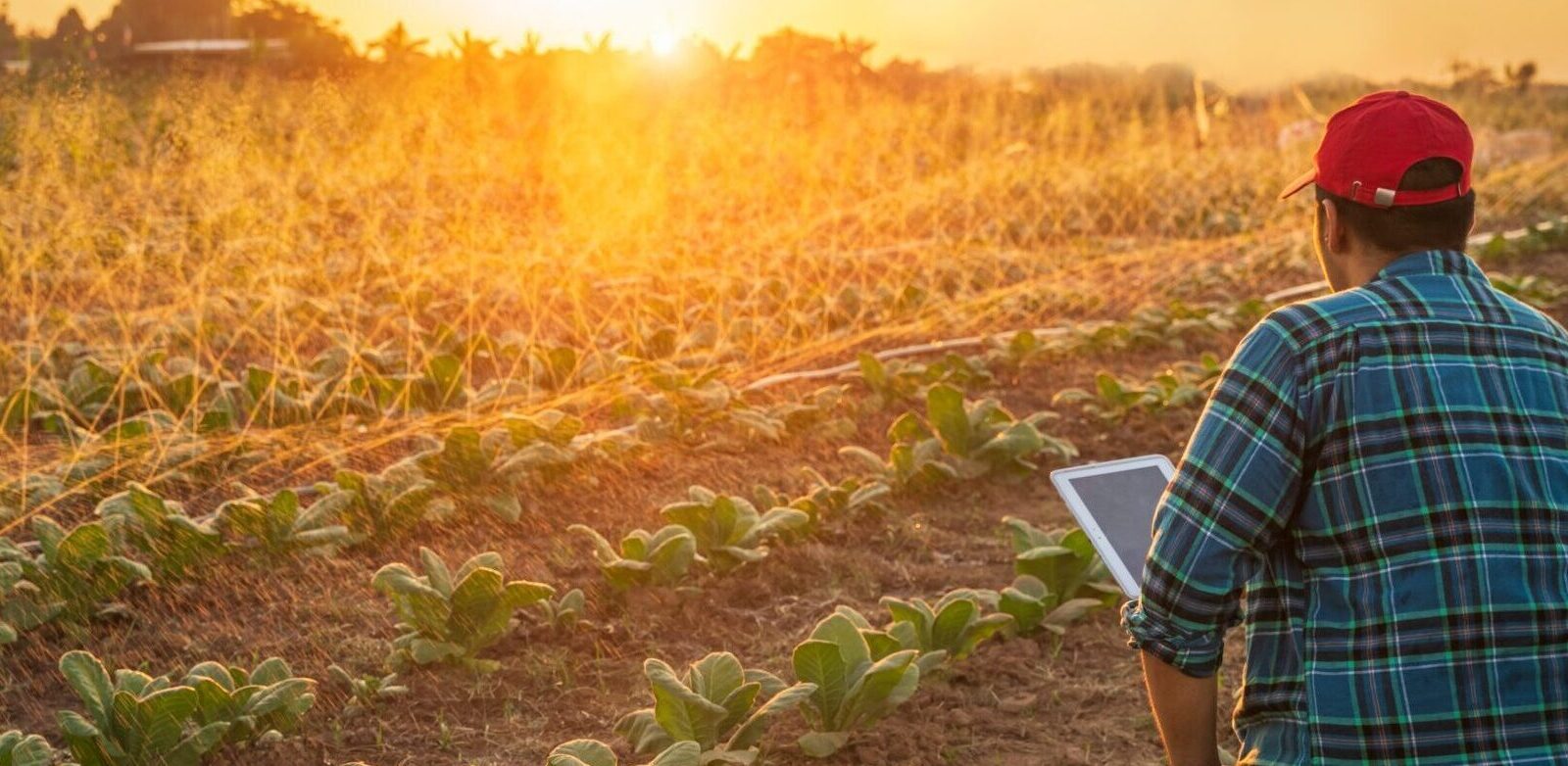 Optimise your crop's potential with FieldRay.